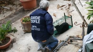 Roma sequestro gatti